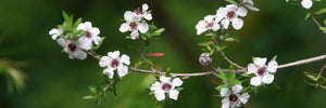 Boost Your Immune System with the Sweet Nectar of Mānuka Honey